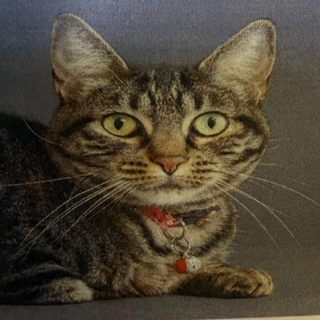 Holly, Adoptable, Senior Female Domestic Short Hair.