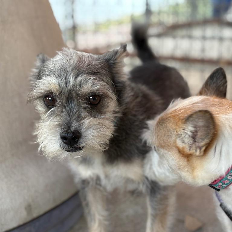 Enlarge Sir Callloway, a Adoptable Terrier in Fulton, TX image 1/1