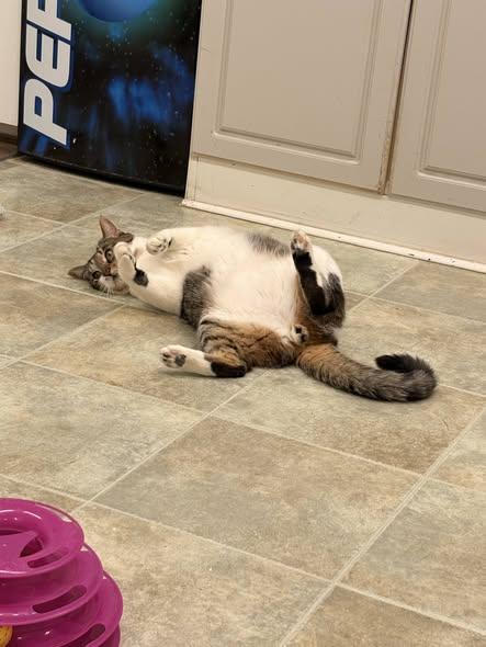 Rocket, a ADOPTABLE mixed breed in Carsonville, MI image 6/6
