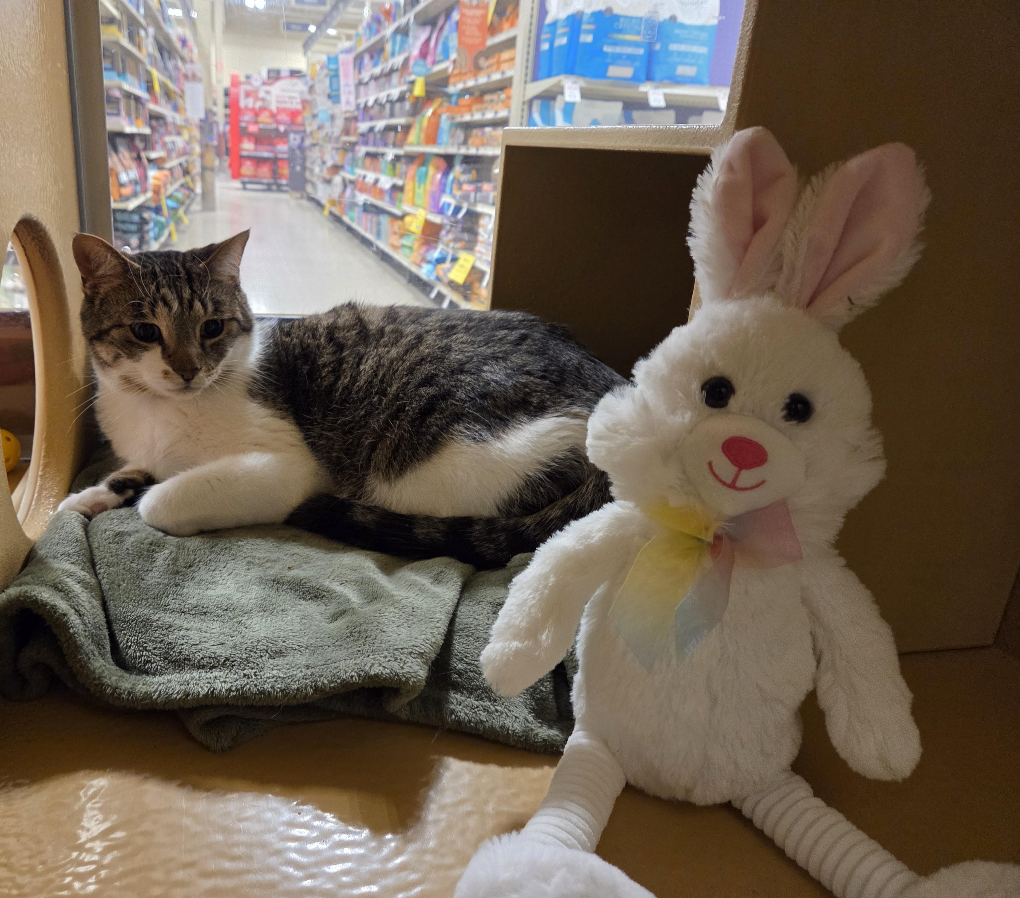 Rocket, ADOPTABLE, Adult Male Domestic Short Hair.