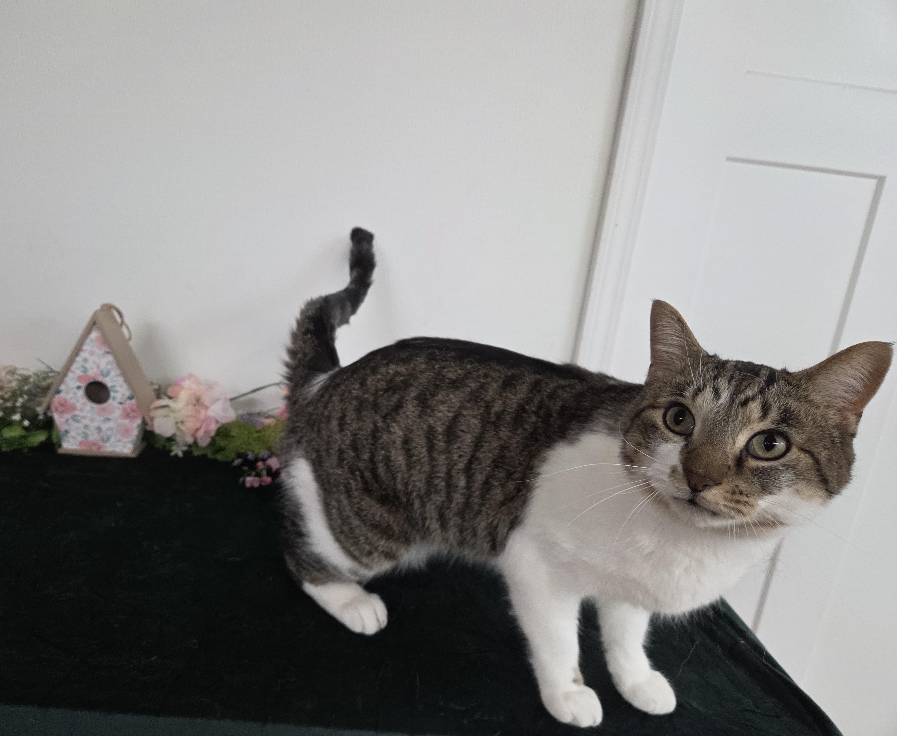 Enlarge Rocket, a ADOPTABLE mixed breed in Carsonville, MI image 4/6