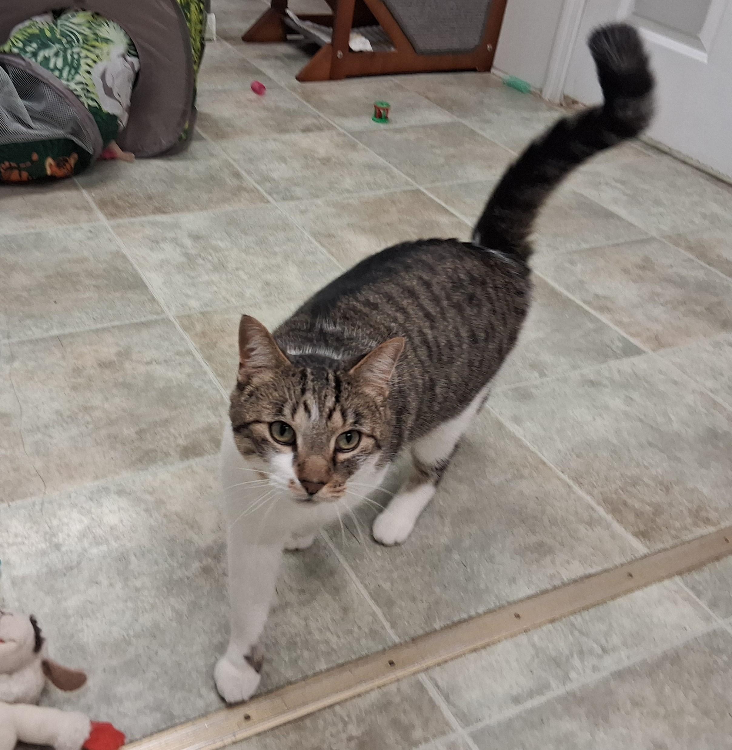 Enlarge Rocket, a ADOPTABLE mixed breed in Carsonville, MI image 3/6