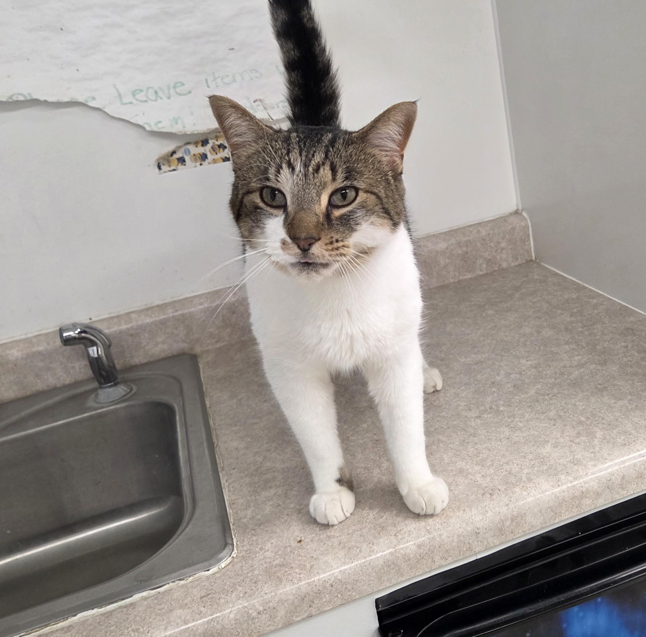 Enlarge Rocket, a ADOPTABLE mixed breed in Carsonville, MI image 5/5