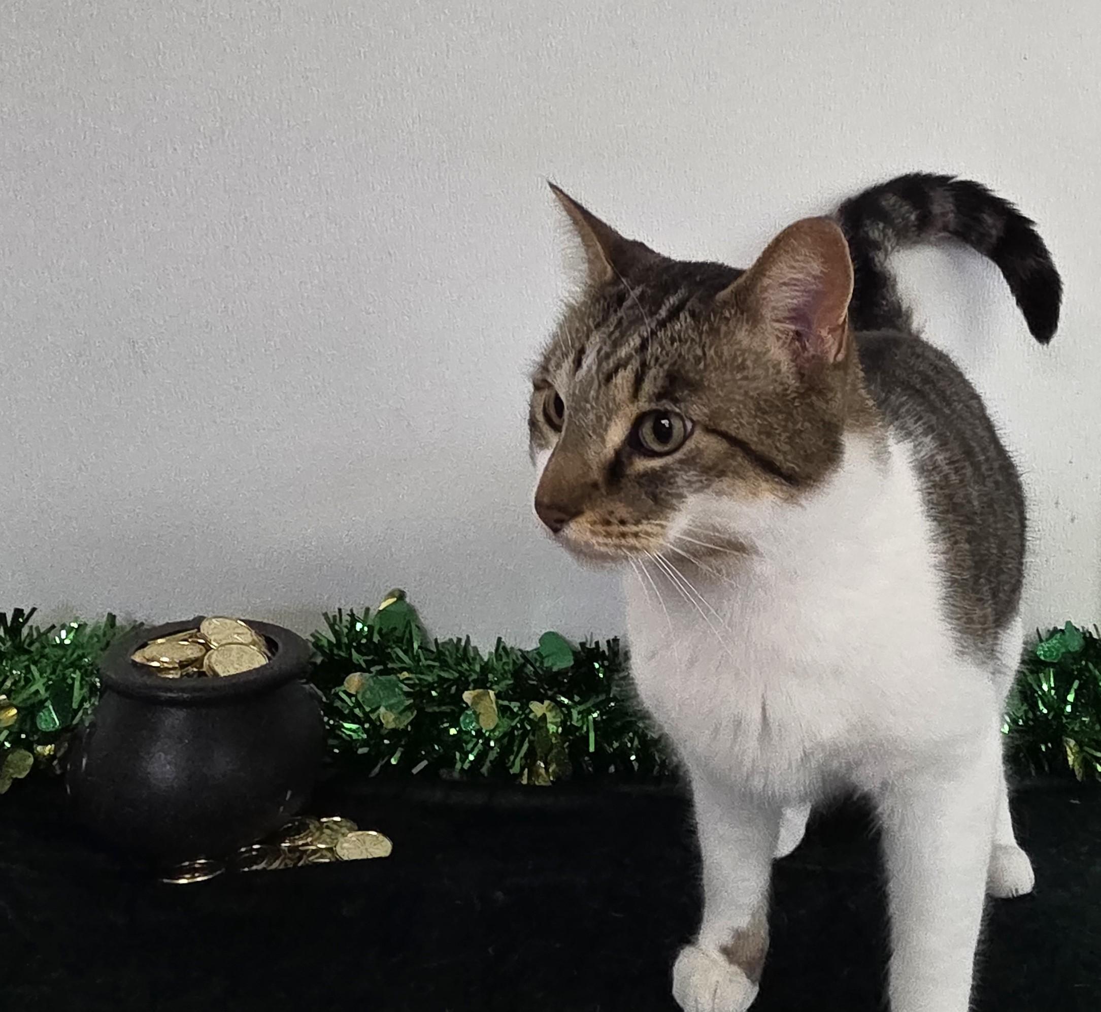 Enlarge Rocket, a ADOPTABLE mixed breed in Carsonville, MI image 5/6