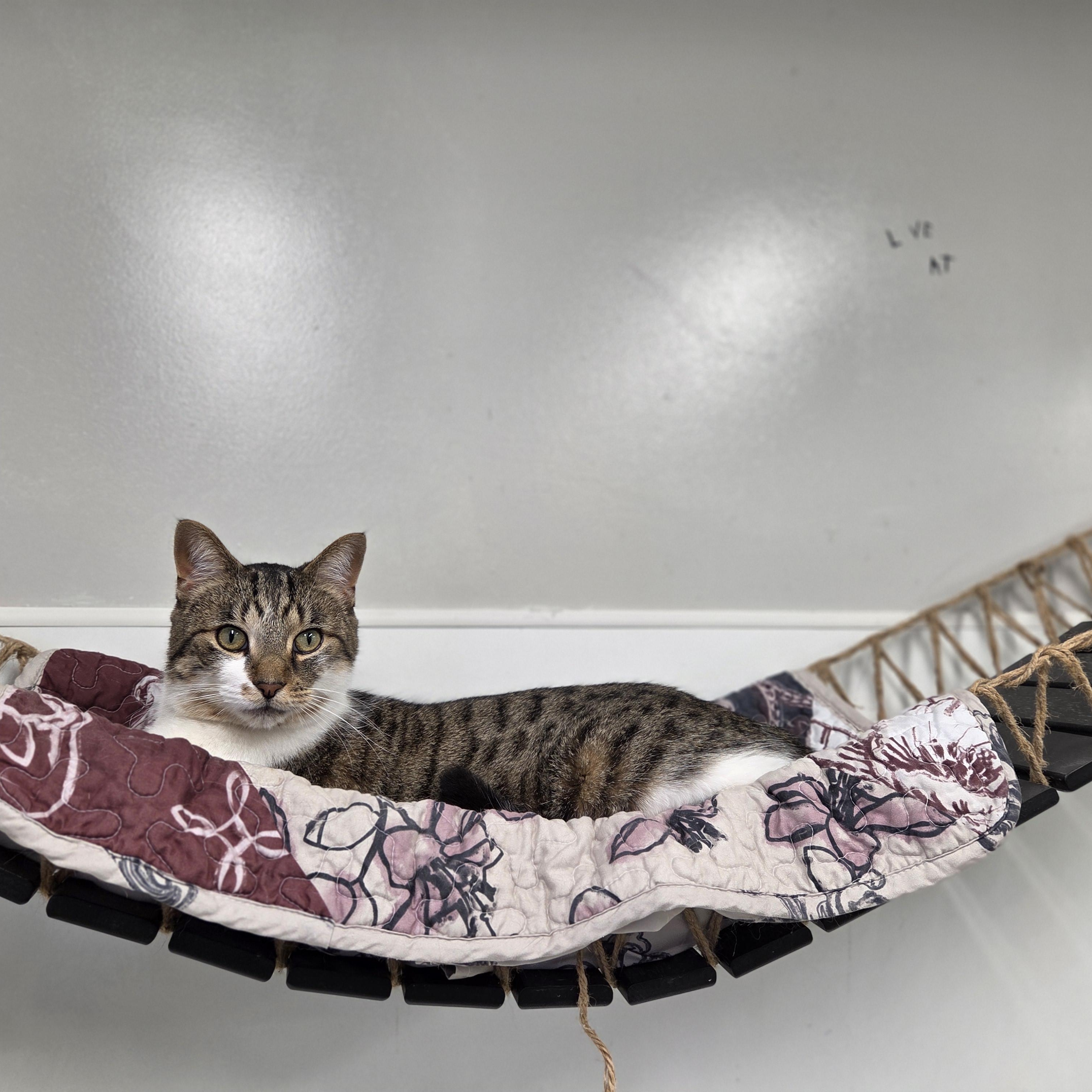 Rocket, ADOPTABLE, Adult Male Domestic Short Hair.