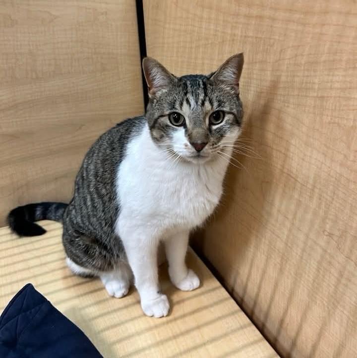 Enlarge Rocket, a ADOPTABLE mixed breed in Carsonville, MI image 2/6