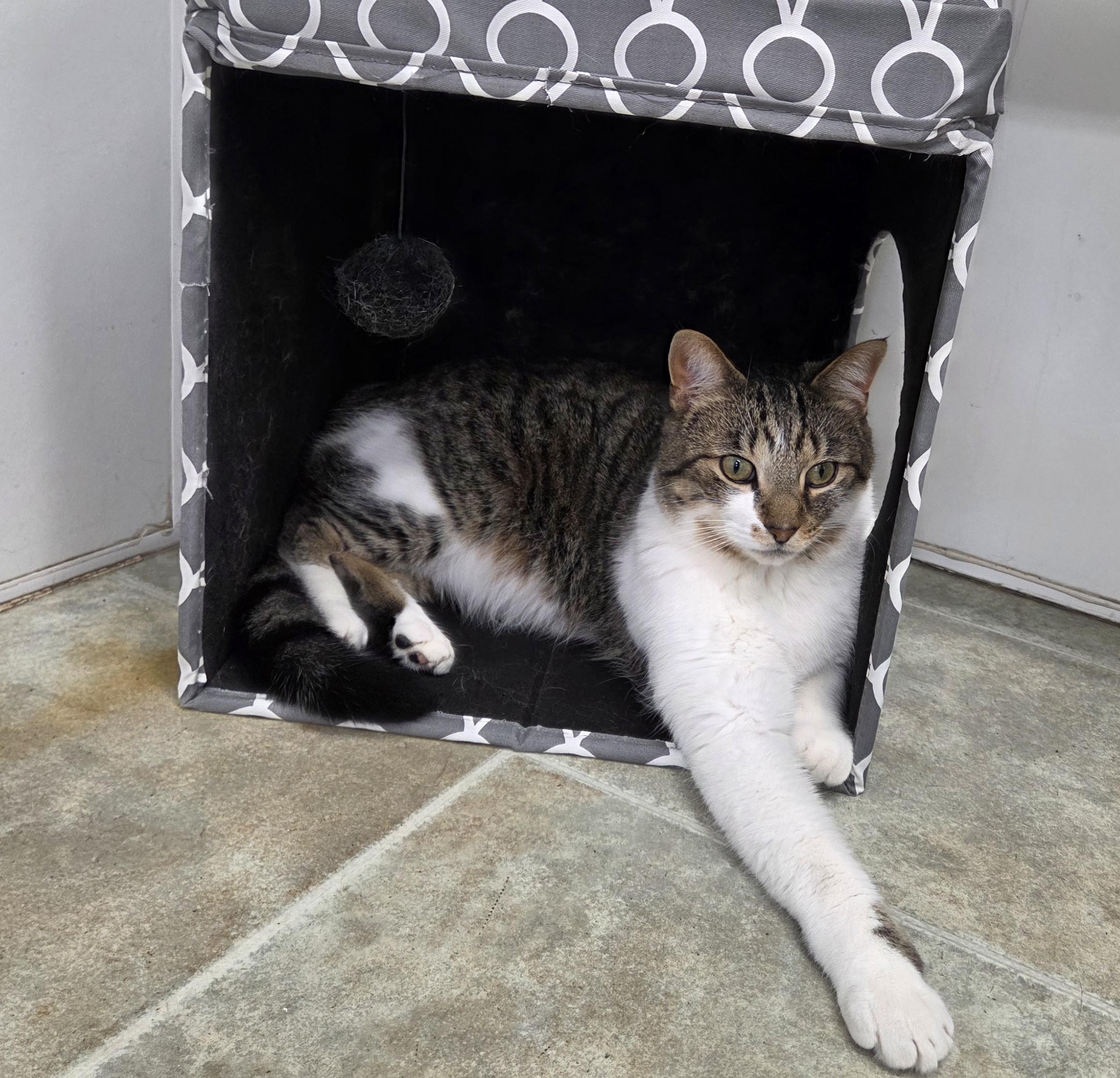 Rocket, ADOPTABLE, Adult Male Domestic Short Hair.