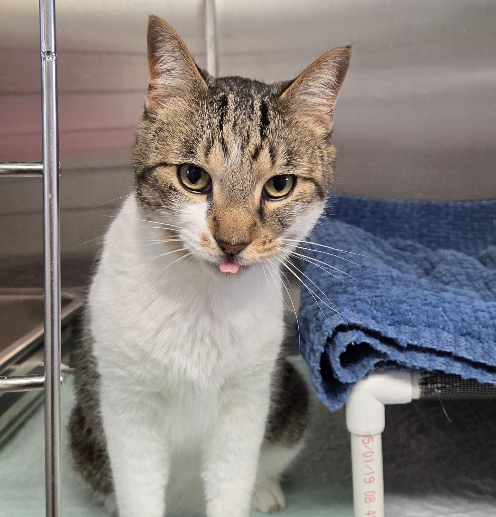 Enlarge Rocket, a ADOPTABLE mixed breed in Carsonville, MI image 6/6