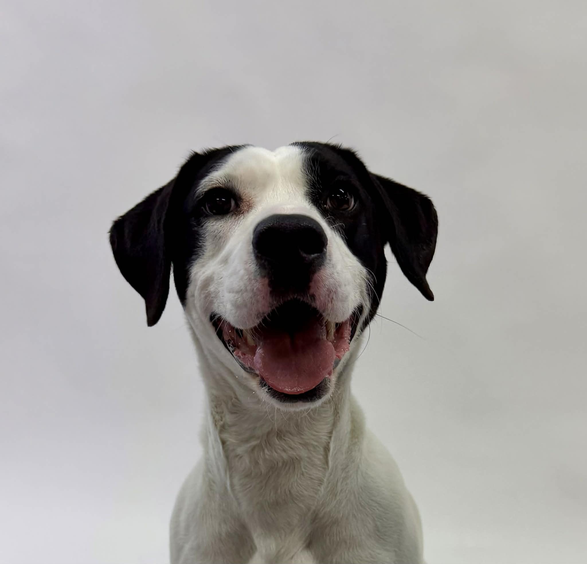 Enlarge Molly, a ADOPTABLE mixed breed in Shelbyville, KY image 3/4