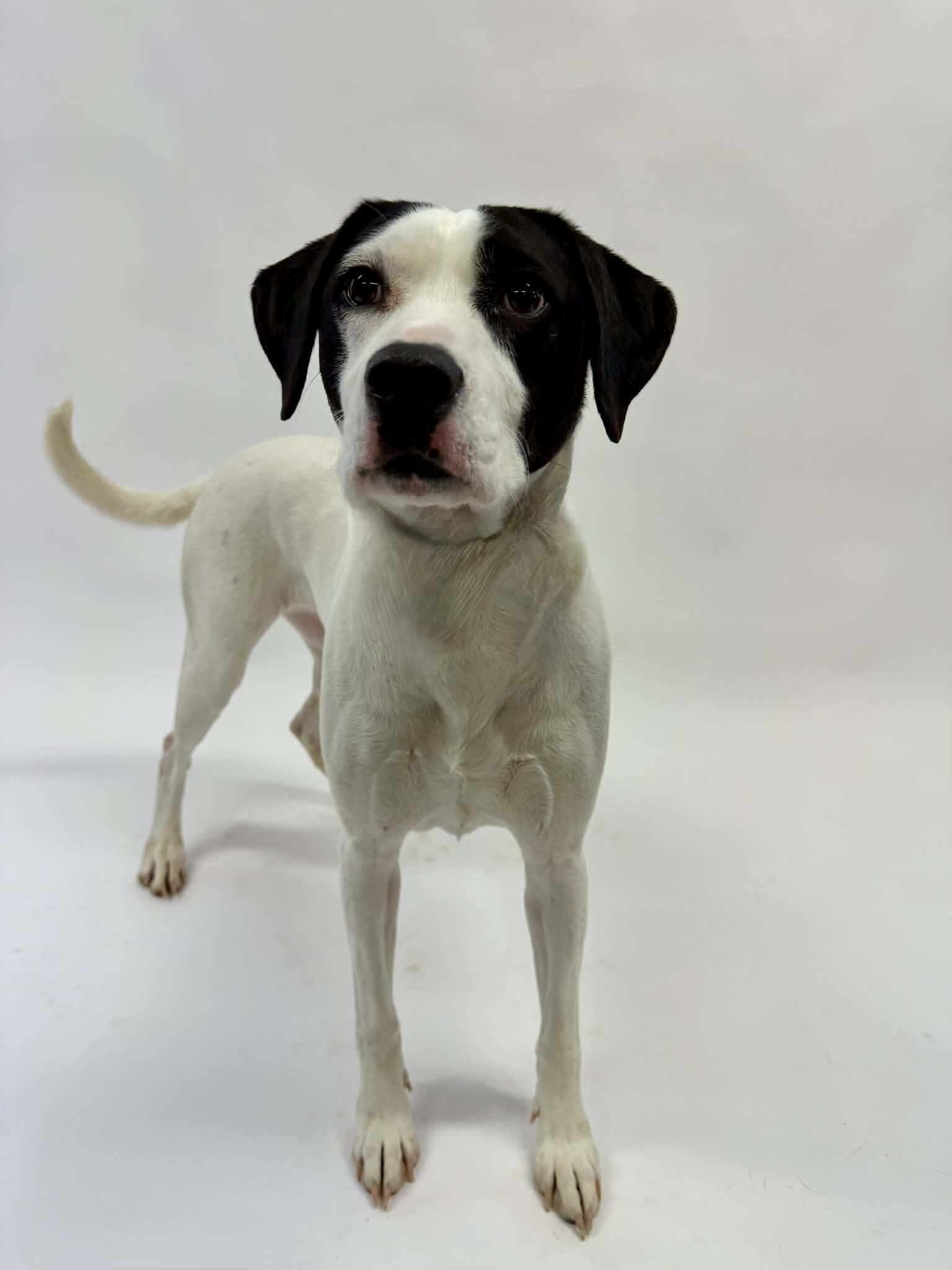 Enlarge Molly, a ADOPTABLE mixed breed in Shelbyville, KY image 2/4