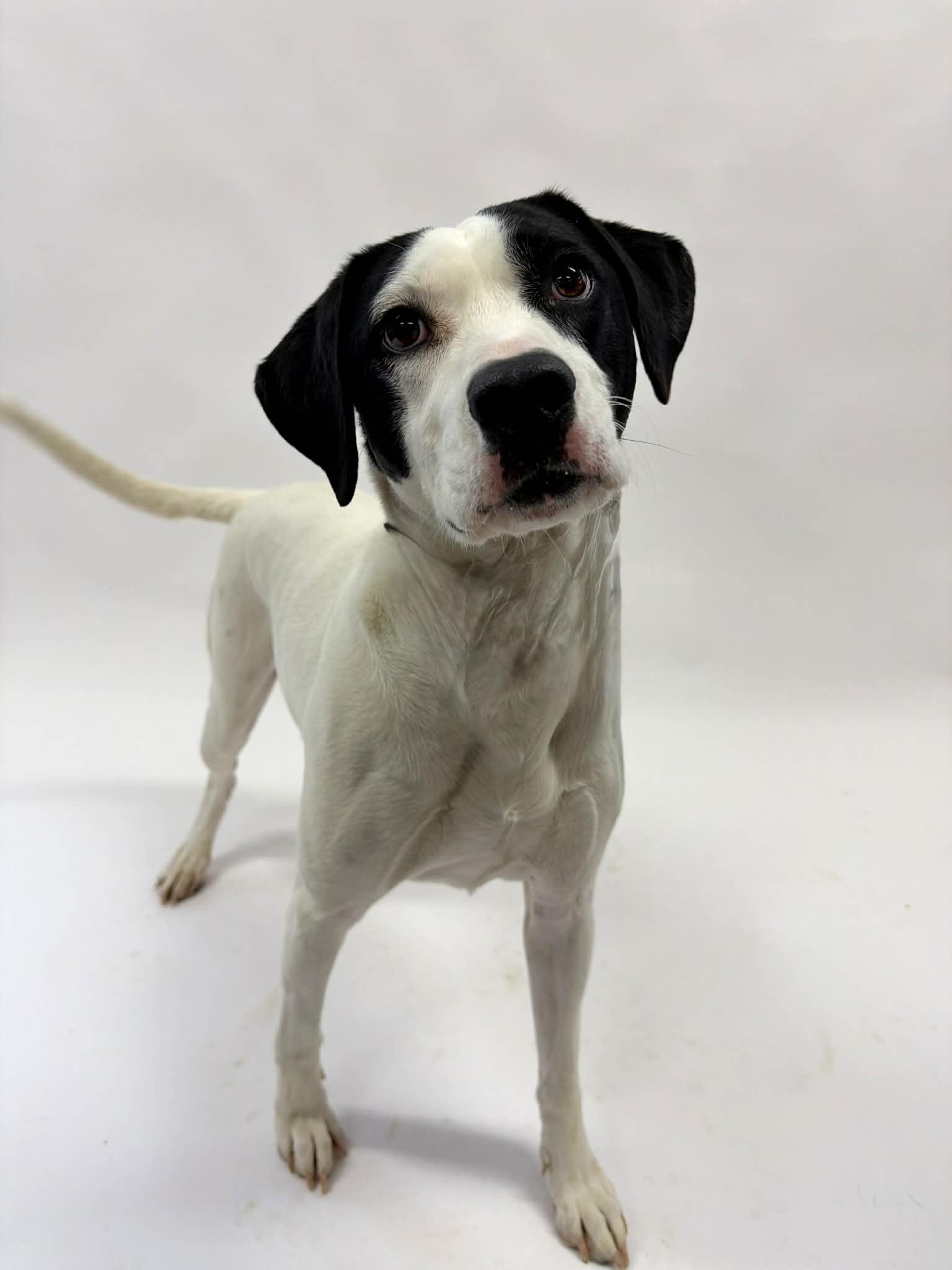 Enlarge Molly, a ADOPTABLE mixed breed in Shelbyville, KY image 1/4