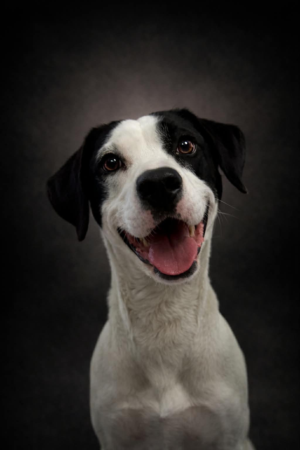 Enlarge Molly, a ADOPTABLE mixed breed in Shelbyville, KY image 4/4