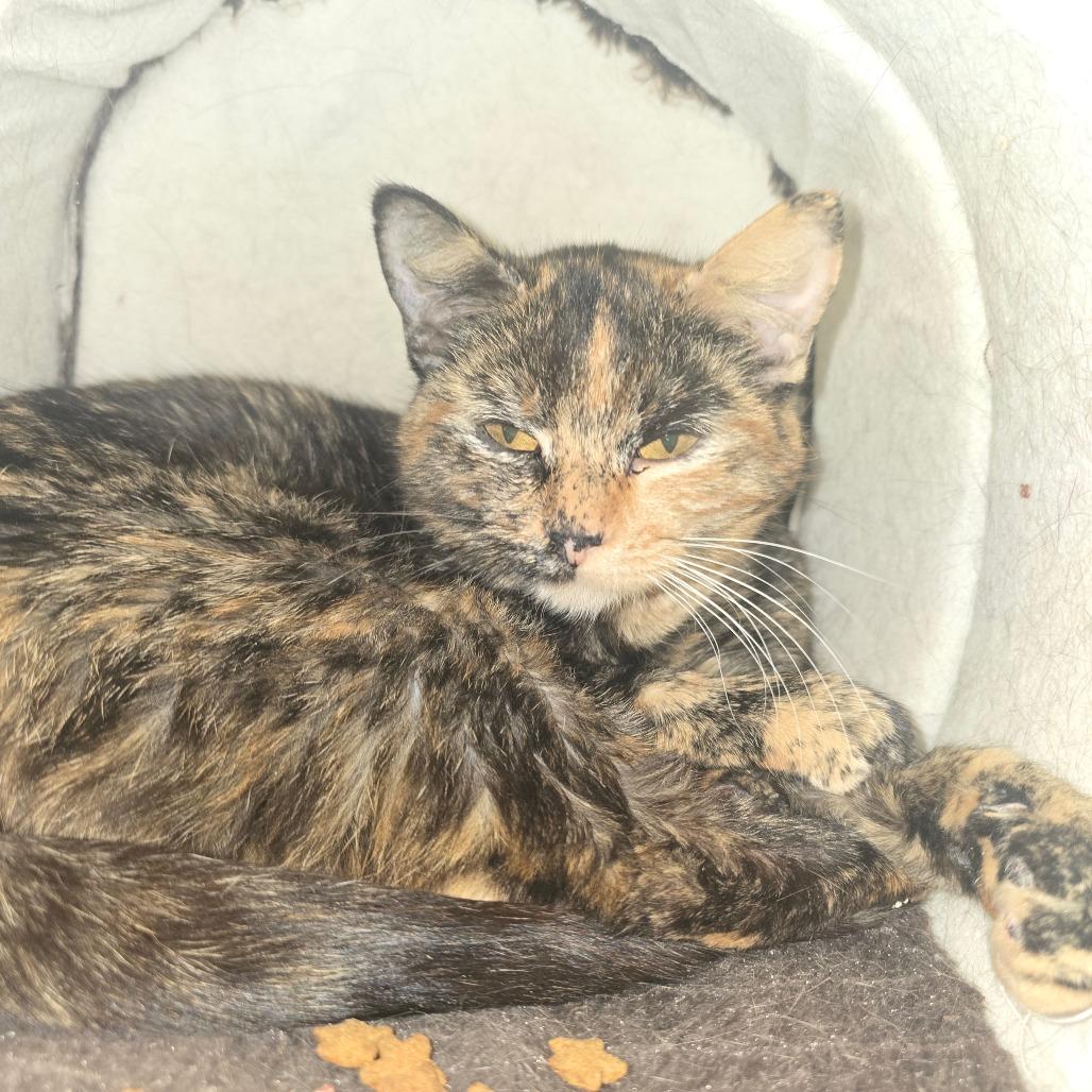 Toffee, Adoptable, Young Female Domestic Short Hair.