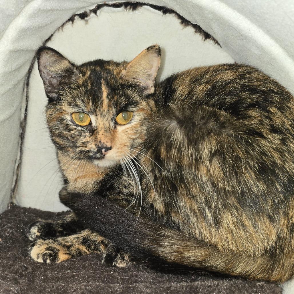 Enlarge Toffee, a Adoptable Domestic Short Hair in Hanna City, IL image 2/4