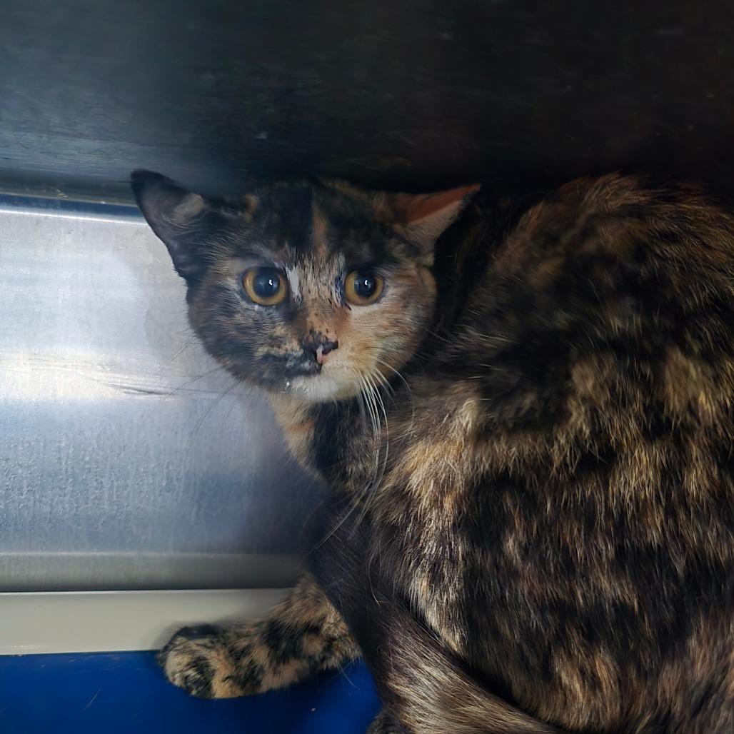 Enlarge Toffee, a Adoptable Domestic Short Hair in Hanna City, IL image 3/4