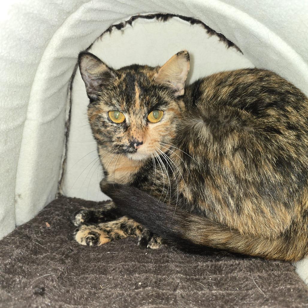 Enlarge Toffee, a Adoptable Domestic Short Hair in Hanna City, IL image 4/4
