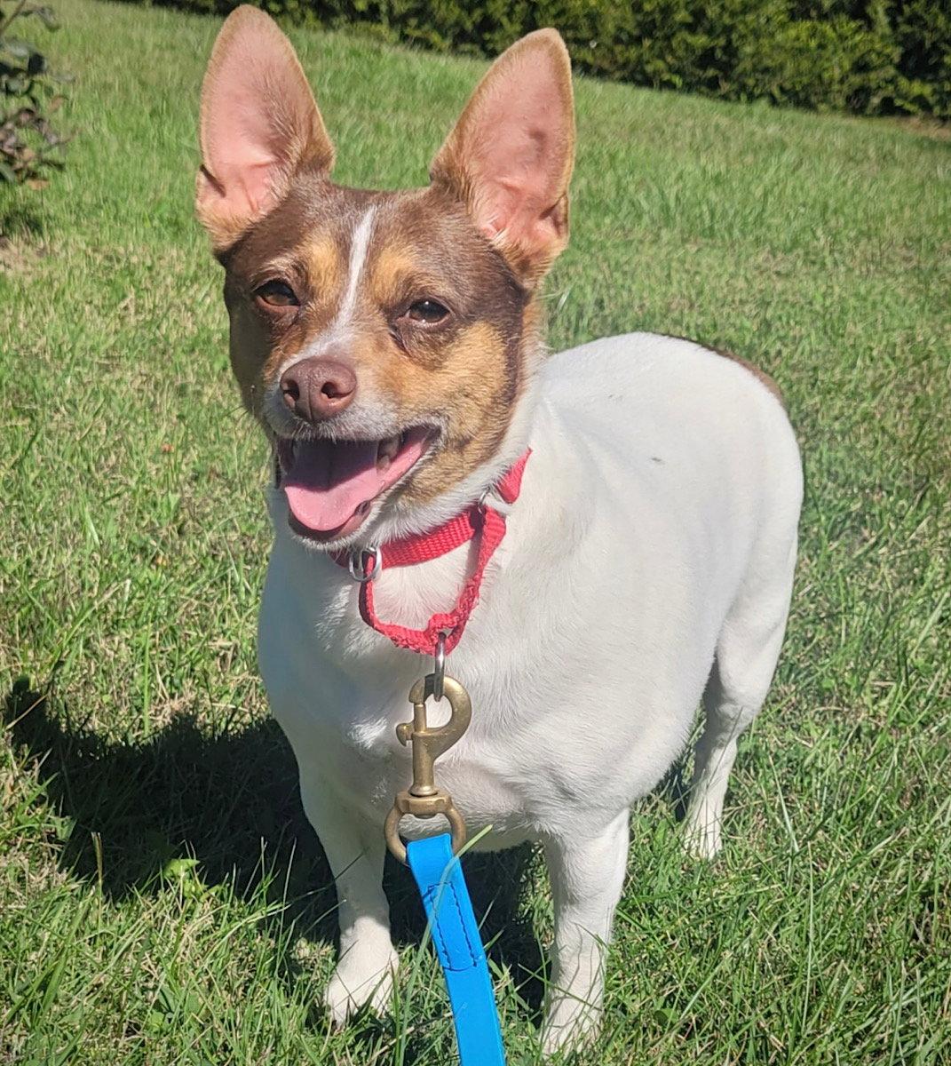 Enlarge Toefoo (VA), a Adoptable Rat Terrier in Piney River, VA image 1/3