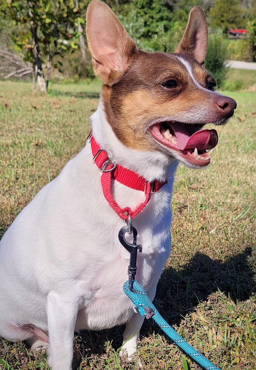 Enlarge Toefoo (VA), a Adoptable Rat Terrier in Piney River, VA image 2/3