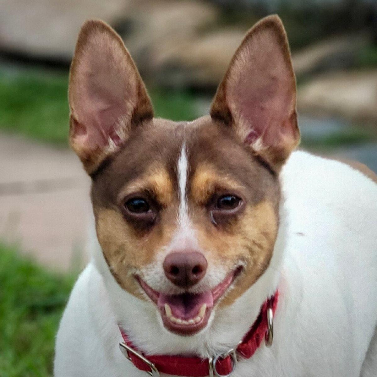 Enlarge Toefoo (VA), a Adoptable Rat Terrier in Piney River, VA image 3/3