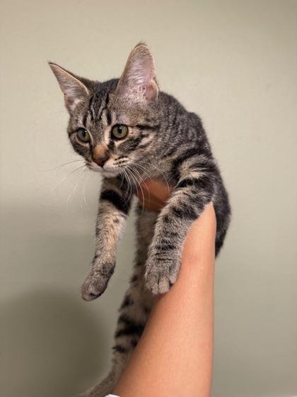 Enlarge Vernon, an adoptable Domestic Short Hair in Plano, TX image 1/5