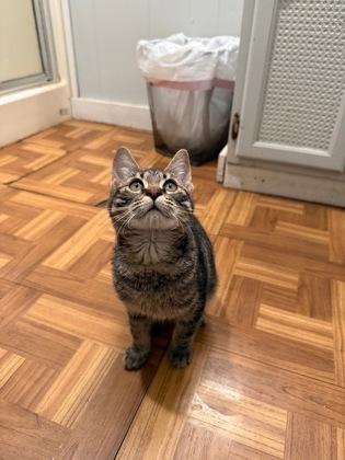 Enlarge Vernon, an adoptable Domestic Short Hair in Plano, TX image 2/5