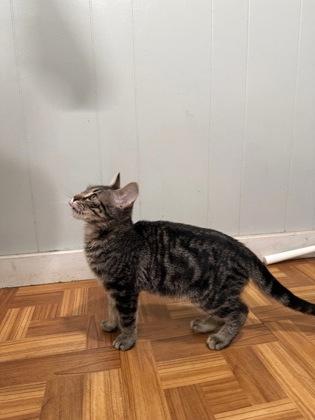 Enlarge Vernon, an adoptable Domestic Short Hair in Plano, TX image 3/5