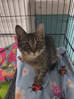 Enlarge Vernon, an adoptable Domestic Short Hair in Plano, TX image 4/5