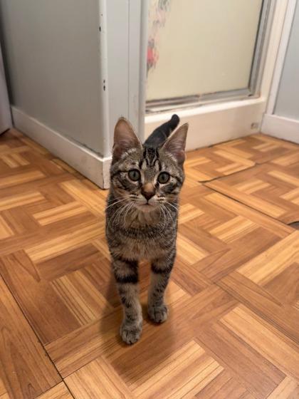 Enlarge Vernon, an adoptable Domestic Short Hair in Plano, TX image 5/5