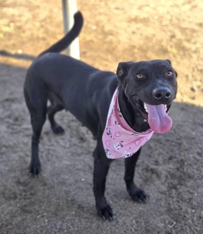 Enlarge Julieta - URGENT - TIME IS RUNNING OUT, a Adoptable mixed breed in Thousand Oaks, CA image 3/3