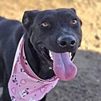 Julieta - URGENT - TIME IS RUNNING OUT, Adoptable, Young Female Shepherd.