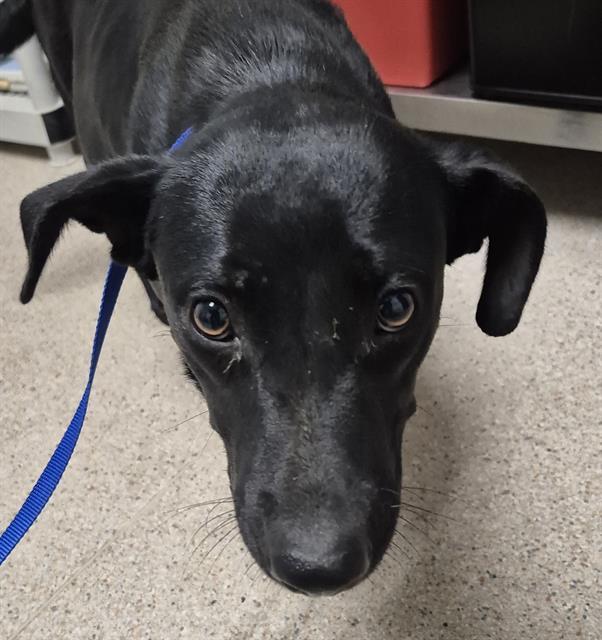 Enlarge Julieta - URGENT - TIME IS RUNNING OUT, a Adoptable mixed breed in Thousand Oaks, CA image 2/3