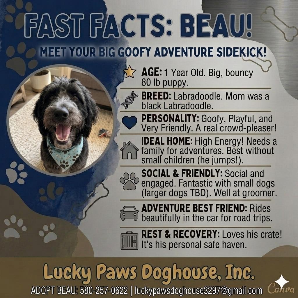 Enlarge Beau, an adopted mixed breed in Lenox, MA image 2/5