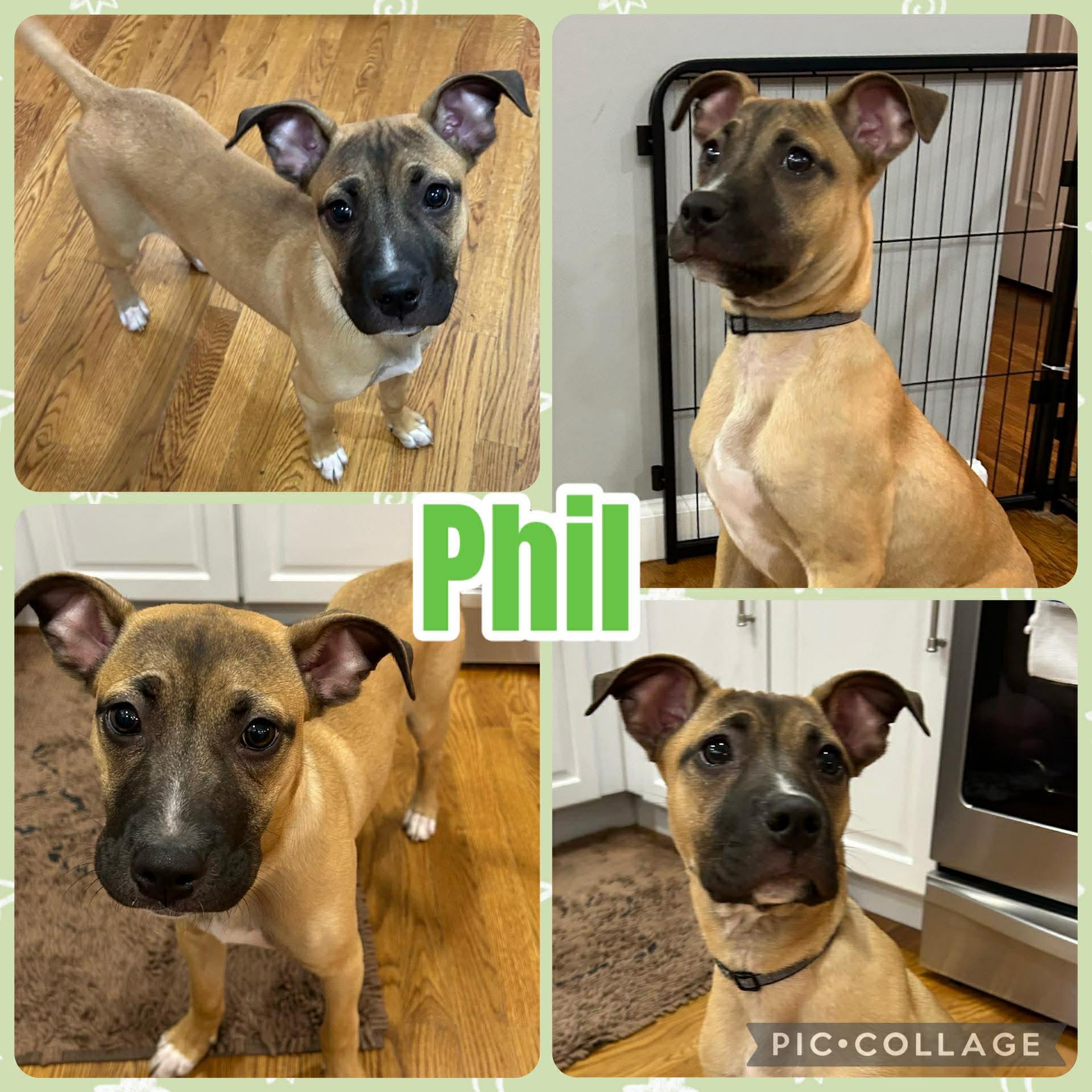 Enlarge Phil, a ADOPTABLE mixed breed in Ringwood, NJ image 1/3