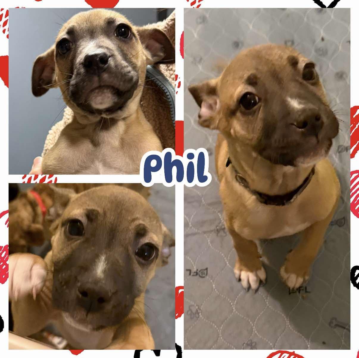 Enlarge Phil, a ADOPTABLE mixed breed in Ringwood, NJ image 1/2