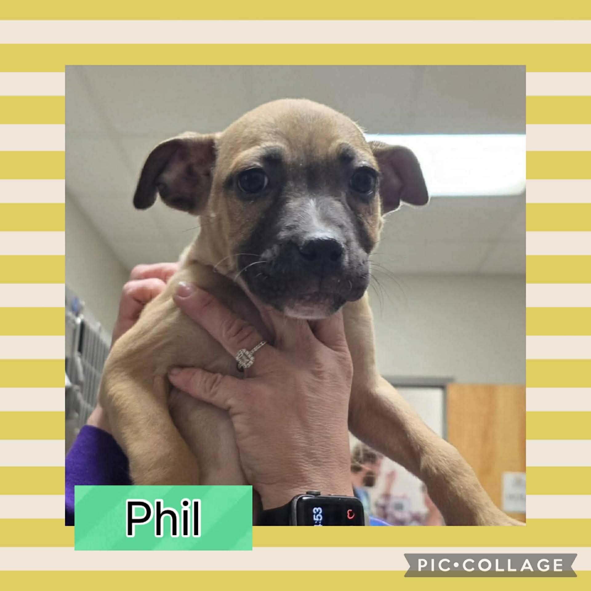 Enlarge Phil, a ADOPTABLE mixed breed in Ringwood, NJ image 2/2