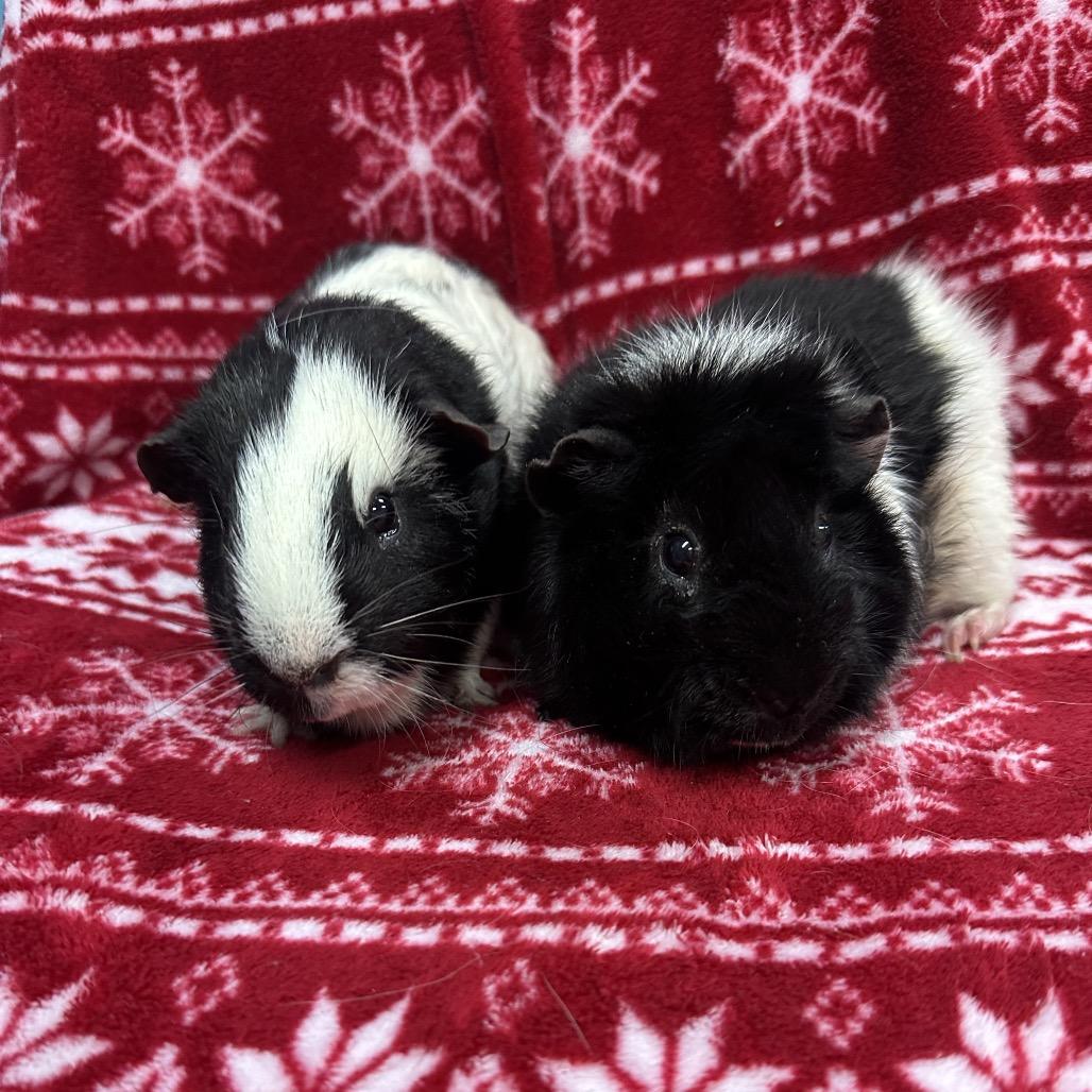 Yin bonded to Ori, a Adoptable Guinea Pig in Quakertown, PA image 1/3