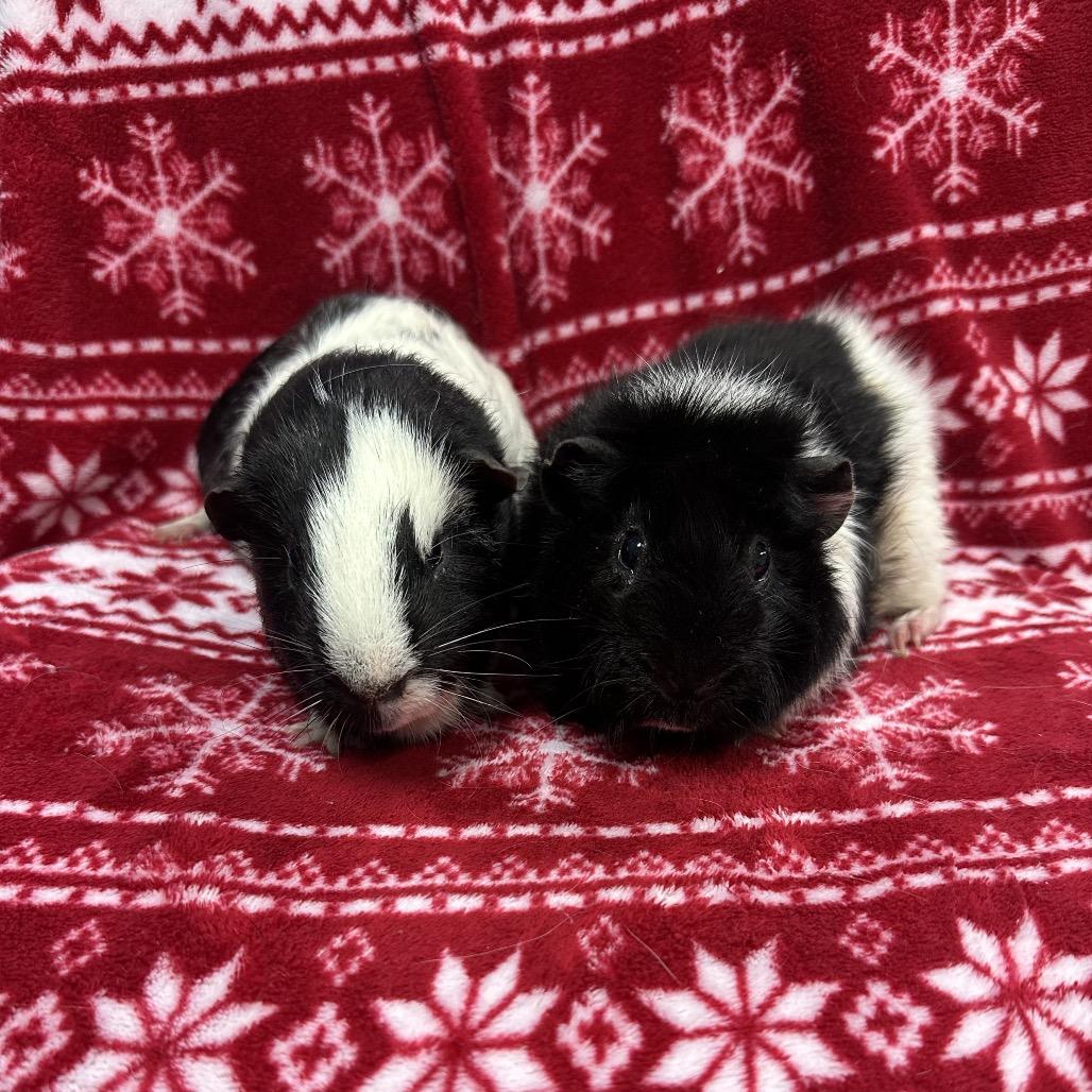 Yin bonded to Ori, Adoptable, Adult Male Guinea Pig.