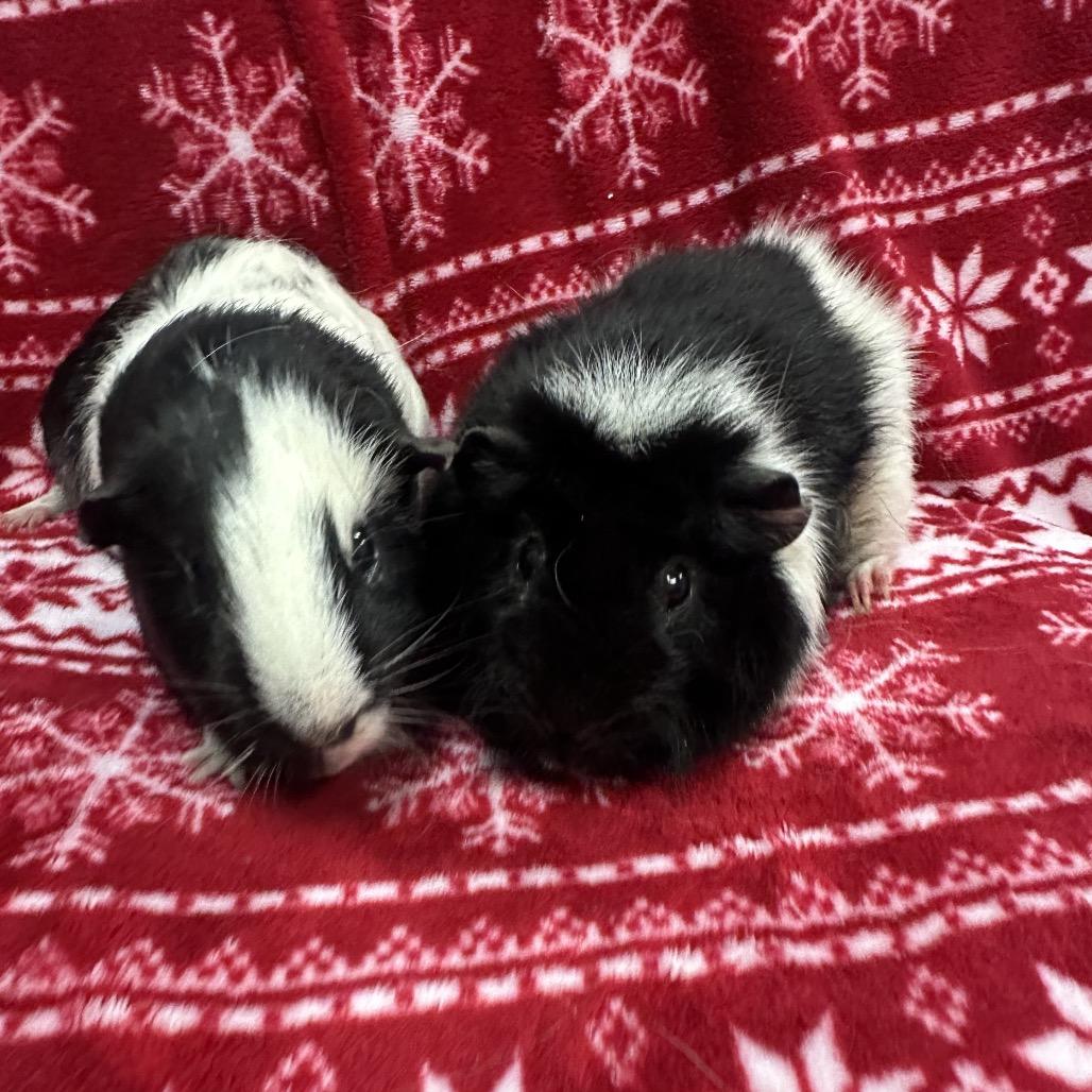 Yin bonded to Ori, a Adoptable Guinea Pig in Quakertown, PA image 3/3