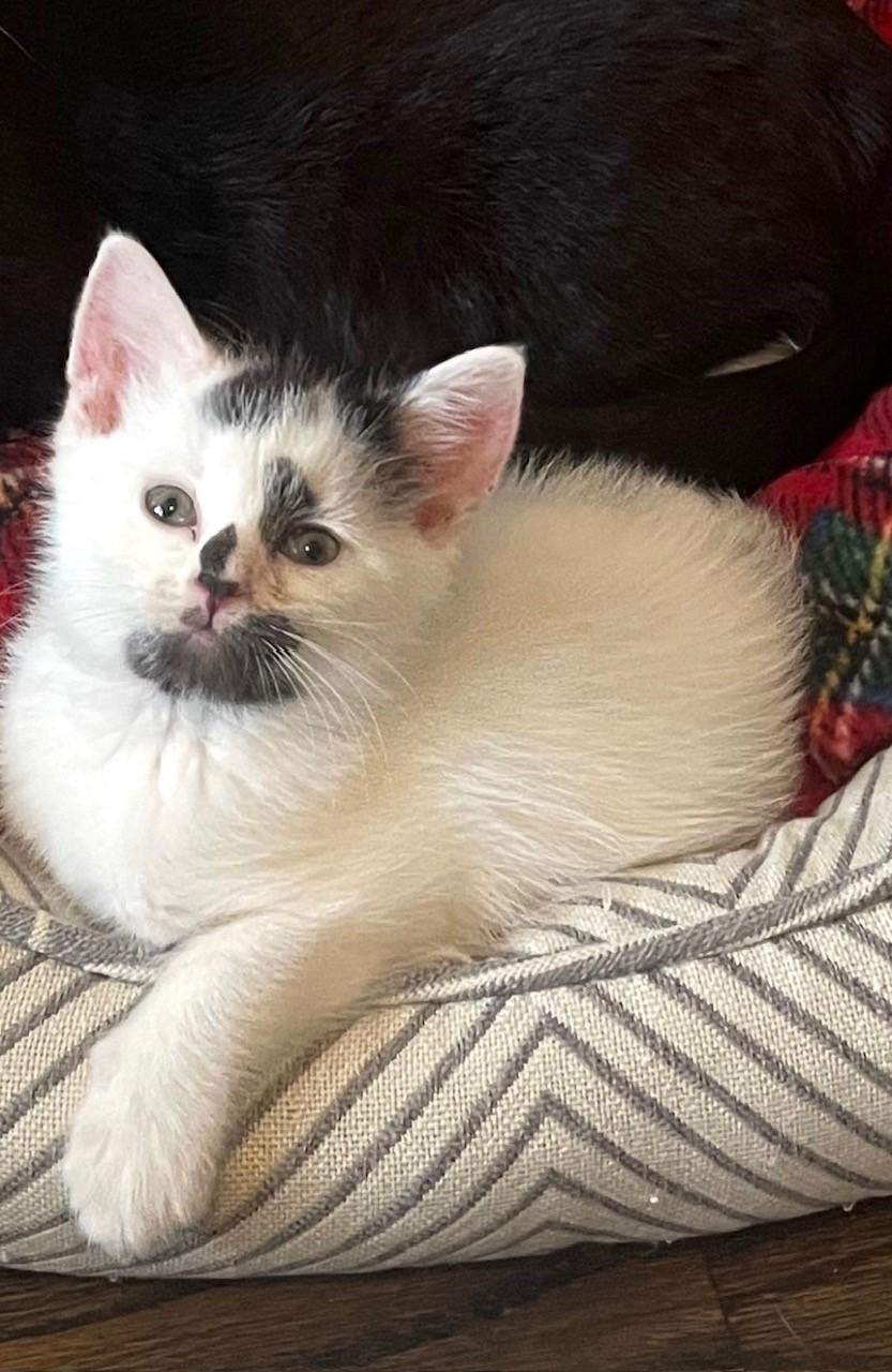 Enlarge Toby, a Adoptable Domestic Short Hair in Hawthorne, NJ image 1/1