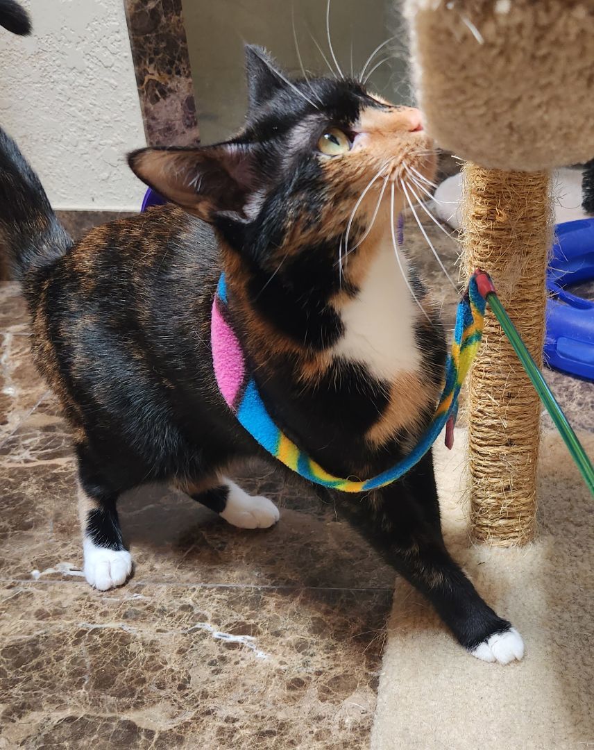 Enlarge Goldie, a Adoptable Calico in Oklahoma City, OK image 1/5