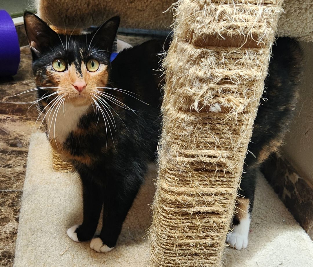 Enlarge Goldie, a Adoptable Calico in Oklahoma City, OK image 2/5
