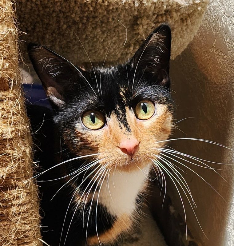 Enlarge Goldie, a Adoptable Calico in Oklahoma City, OK image 3/5