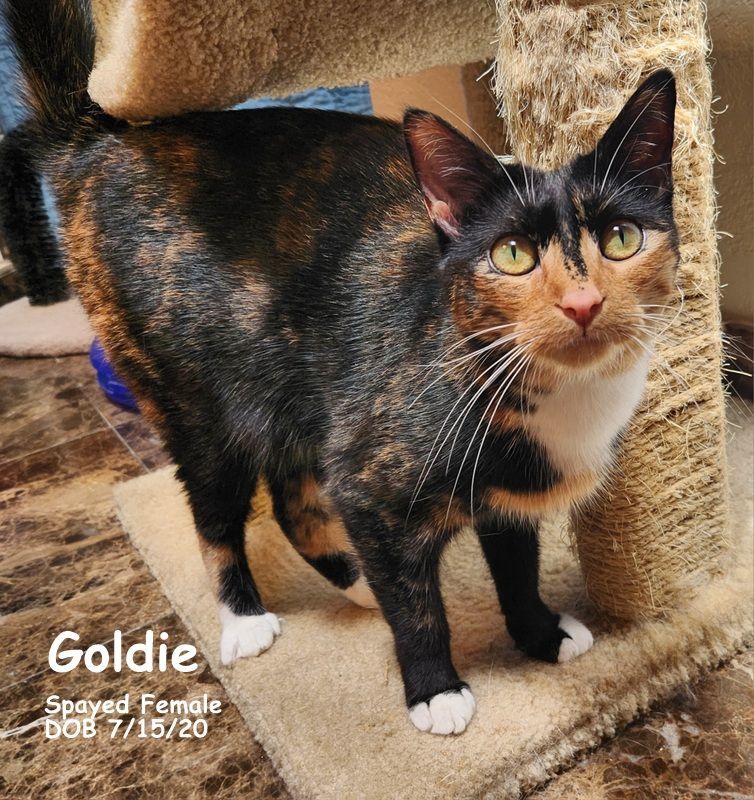 Enlarge Goldie, a Adoptable Calico in Oklahoma City, OK image 4/5