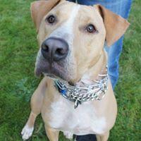 Tanner, a Adopted mixed breed in Covington, WA image 1/5