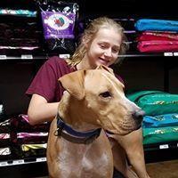 Tanner, a Adopted mixed breed in Covington, WA image 2/5