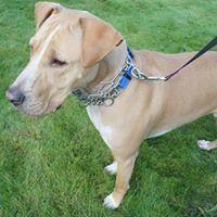 Tanner, a Adopted mixed breed in Covington, WA image 3/5