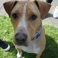 Tanner, a Adopted mixed breed in Covington, WA image 4/5
