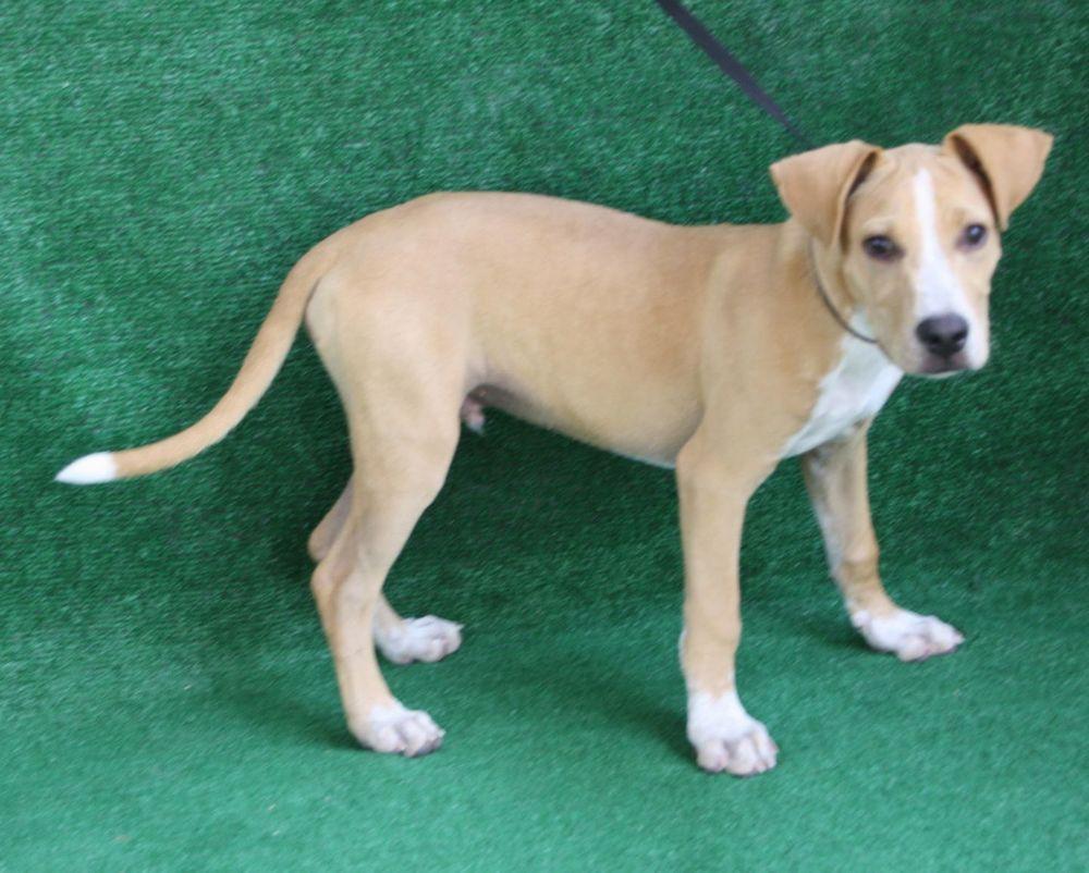 Tanner, a Adopted mixed breed in Covington, WA image 5/5