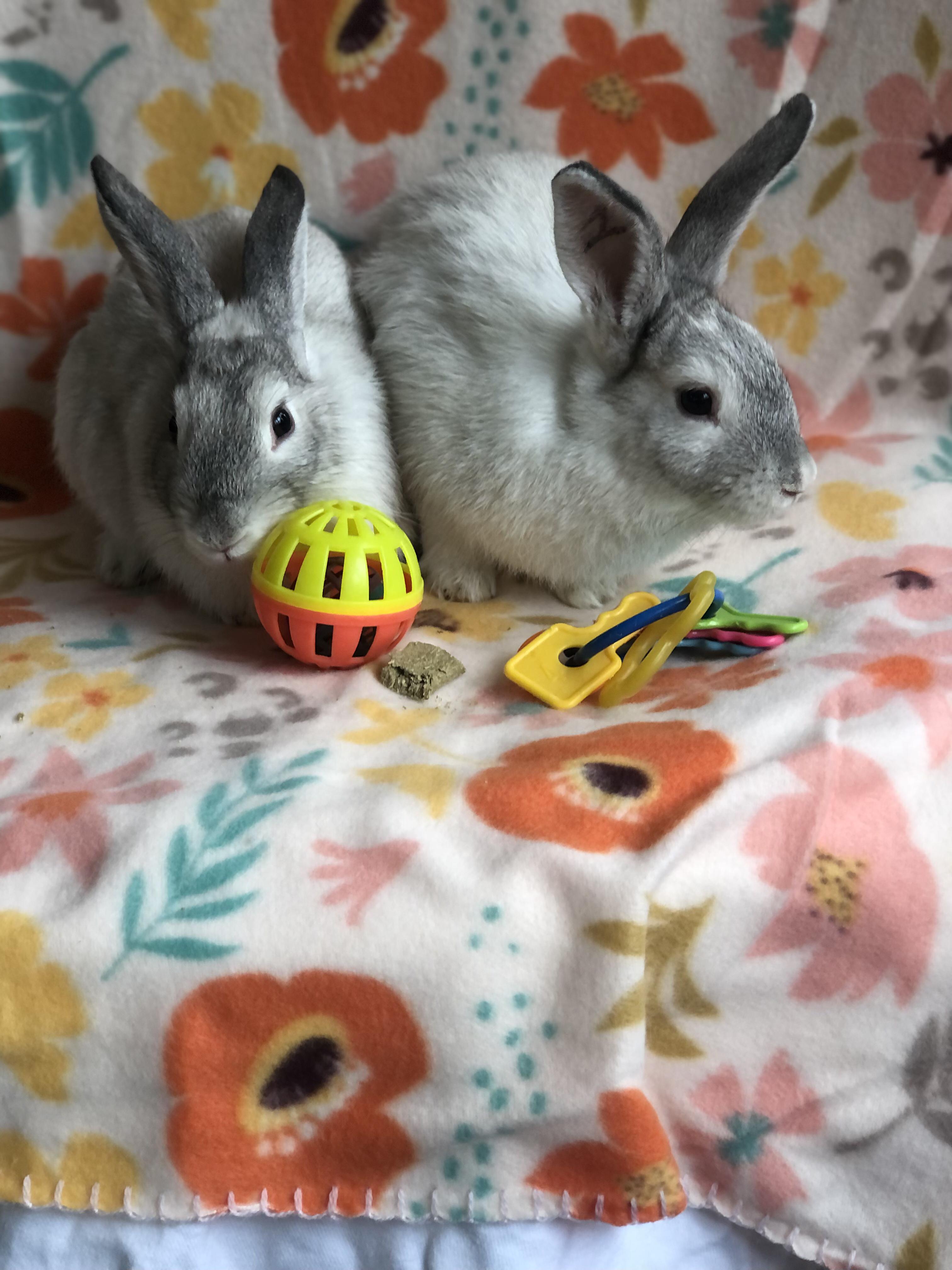 Enlarge Cutiefly & Jumpluff, a ADOPTABLE Satin in San Antonio, TX image 2/4