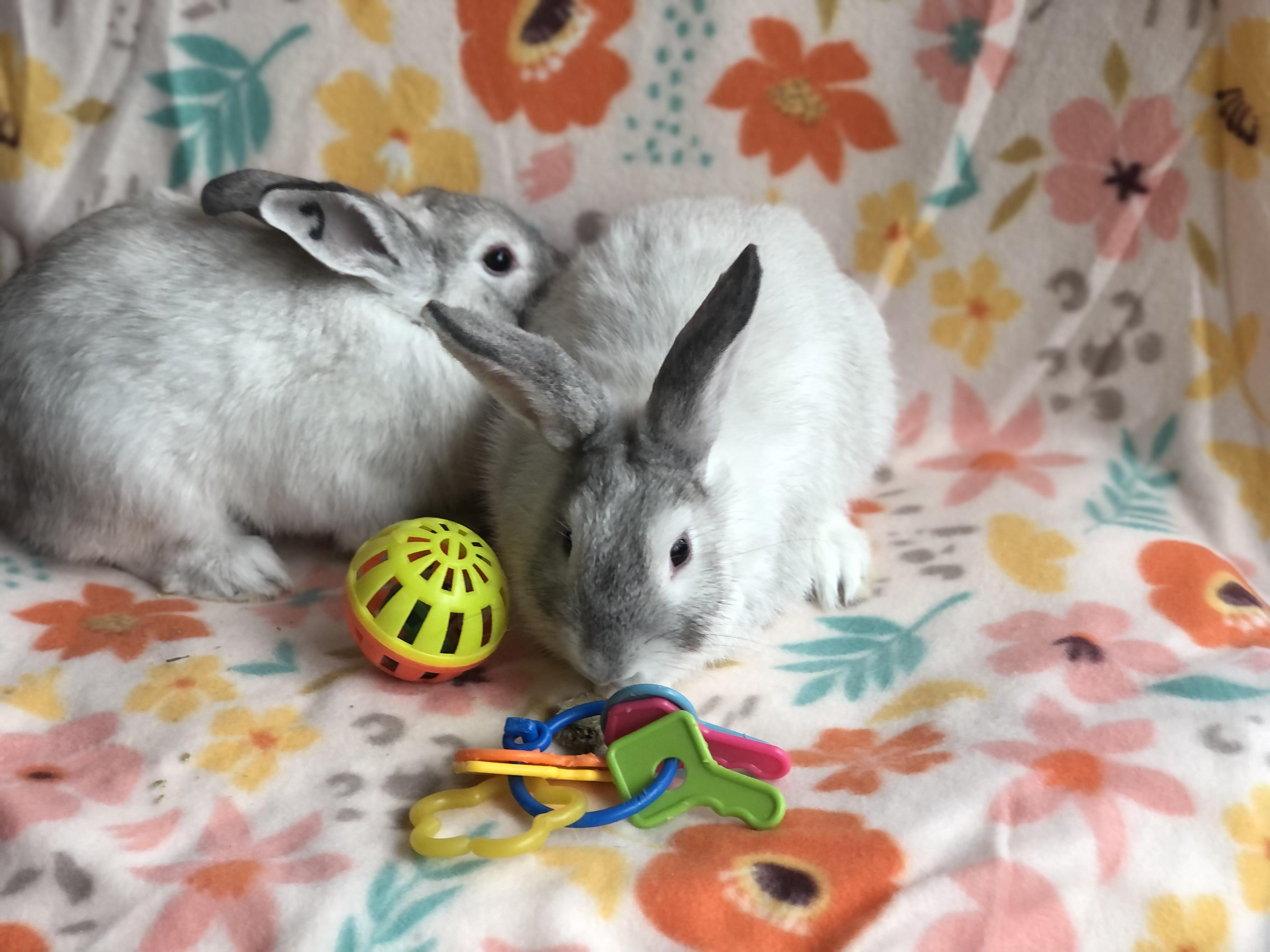 Enlarge Cutiefly & Jumpluff, a ADOPTABLE Satin in San Antonio, TX image 3/4